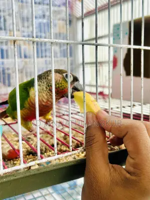 Green Cheek Conure