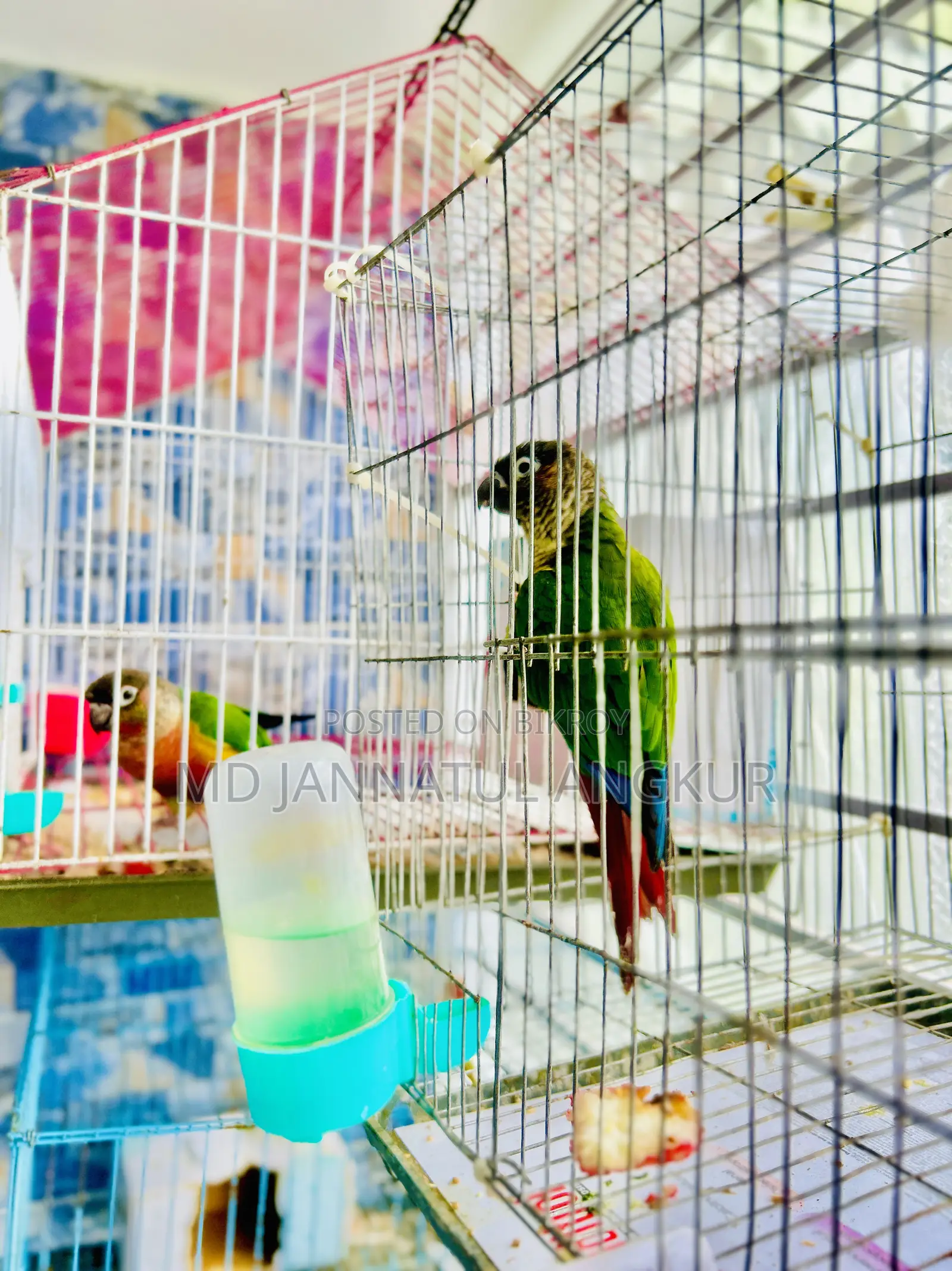 Green Cheek Conure