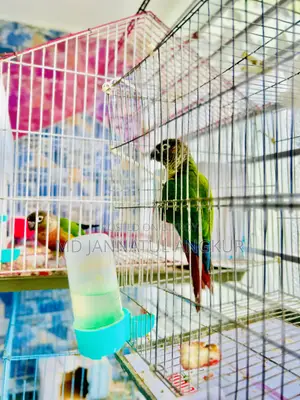 Green Cheek Conure
