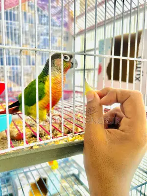Green Cheek Conure