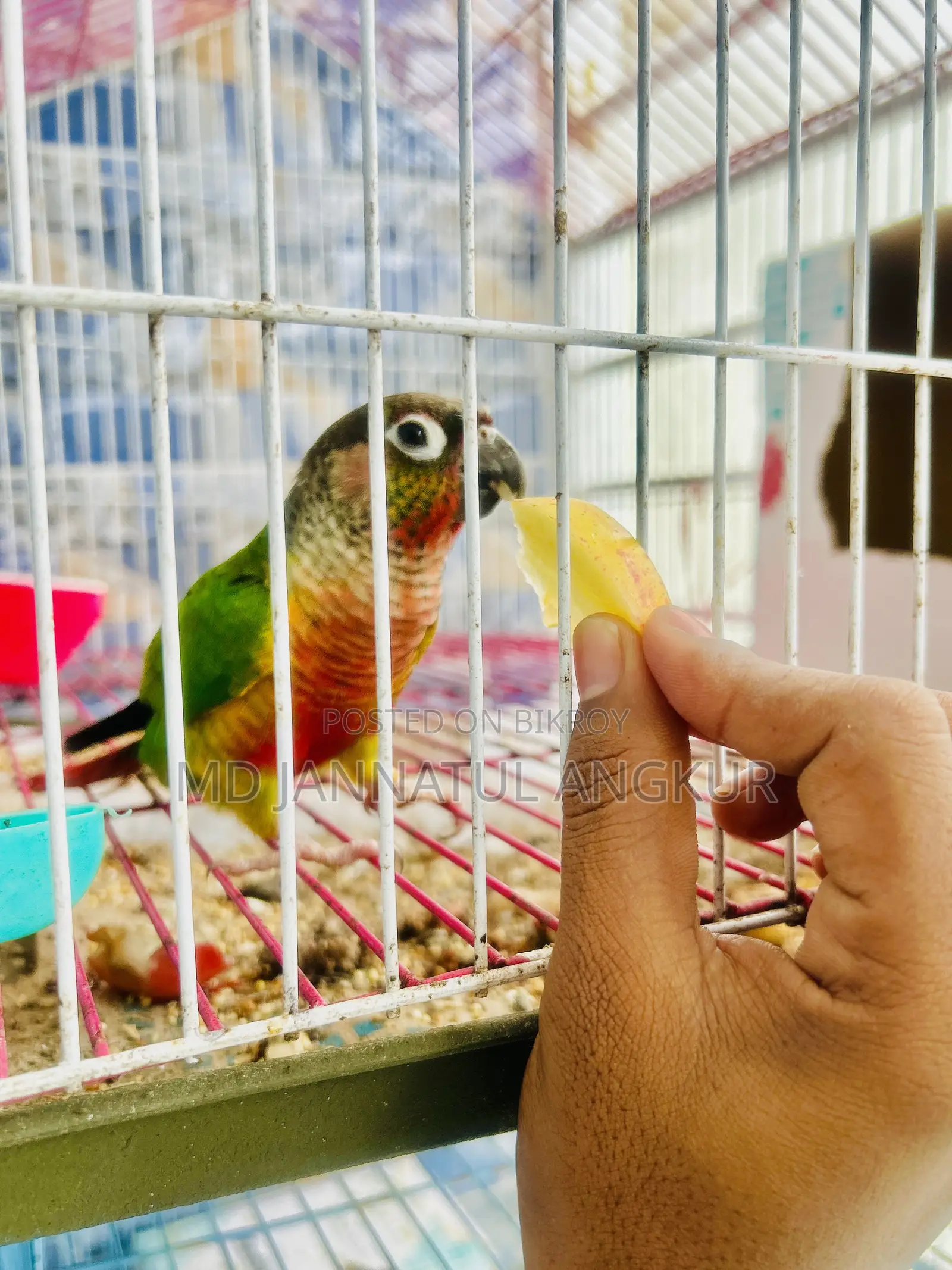 Green Cheek Conure