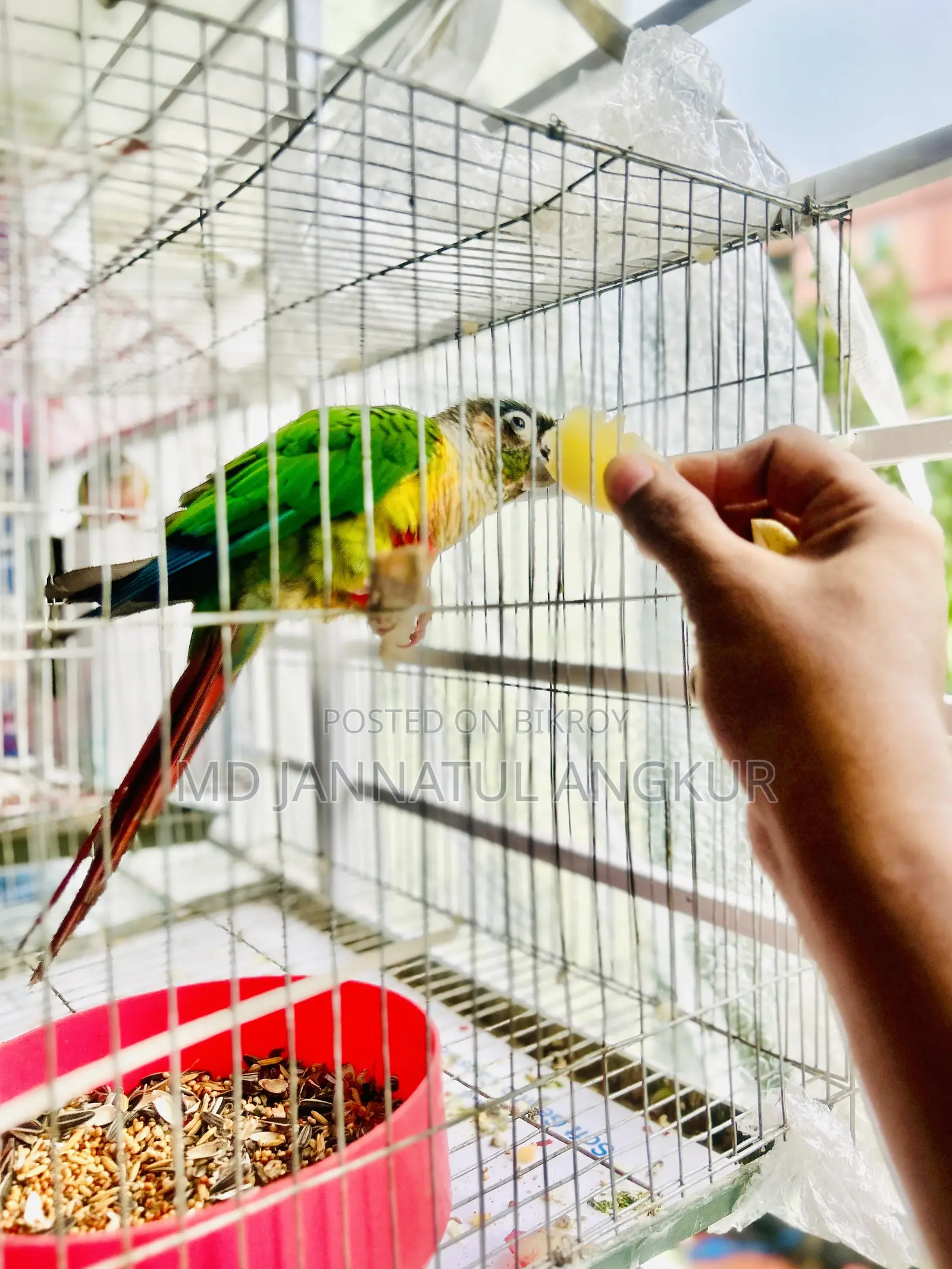 Green Cheek Conure