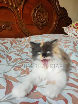 1-3 Months Female Purebred Persian
