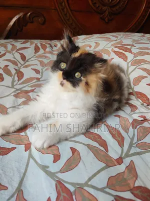1-3 Months Female Purebred Persian