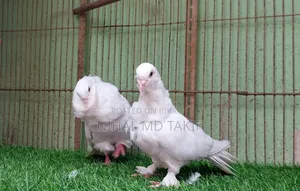 রানিং আউল কবুতর