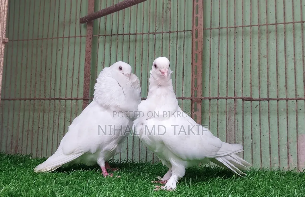 রানিং আউল কবুতর