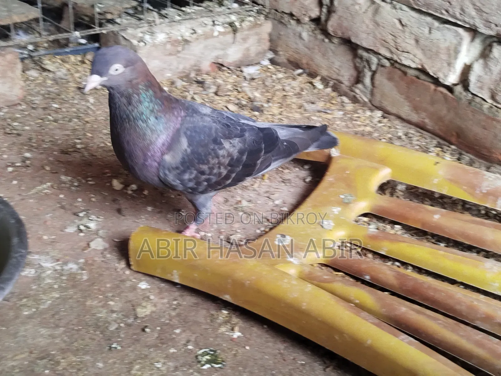 গিরিবাজ মাদি কবুতর