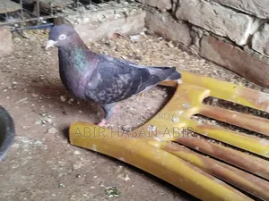 গিরিবাজ মাদি কবুতর