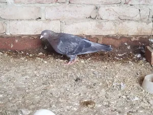 গিরিবাজ মাদি কবুতর