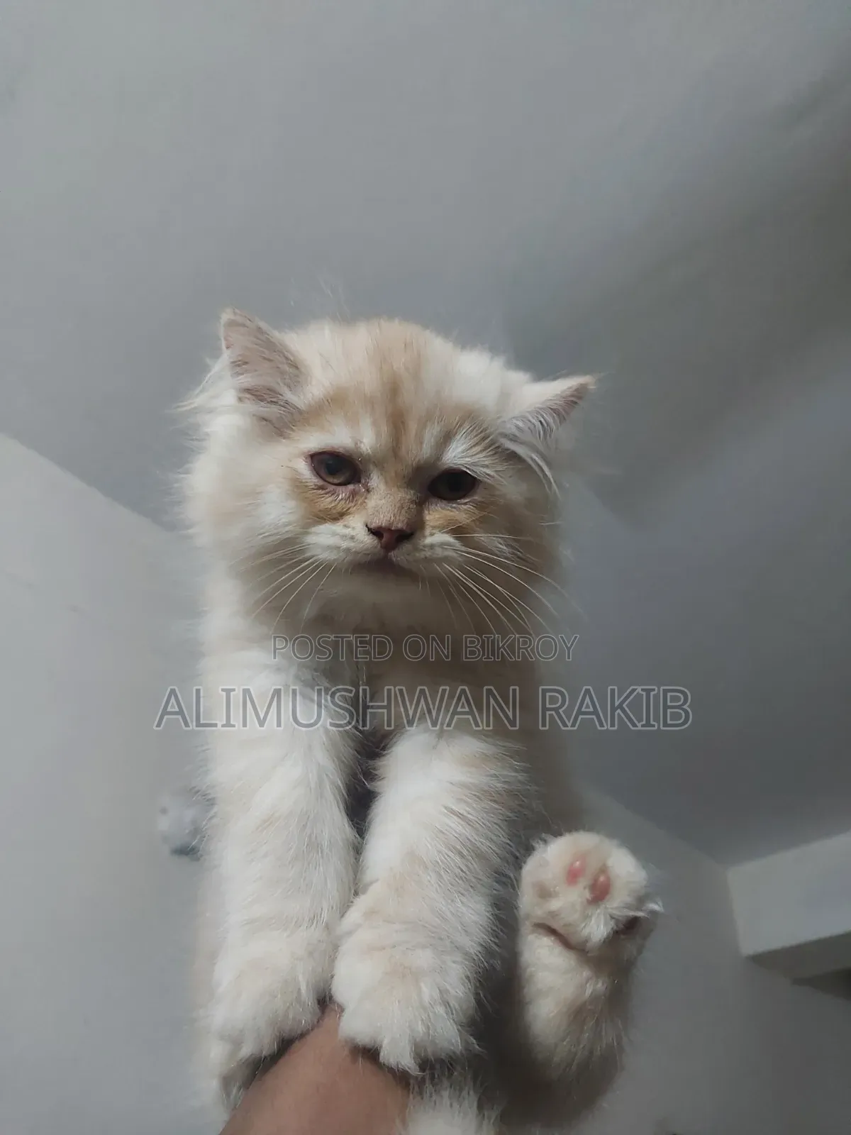 1-3 Months Male Purebred Persian