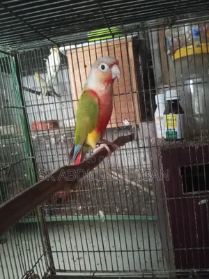 এক পিছ হাইমিটেশন পাইনাপেল কুনুর