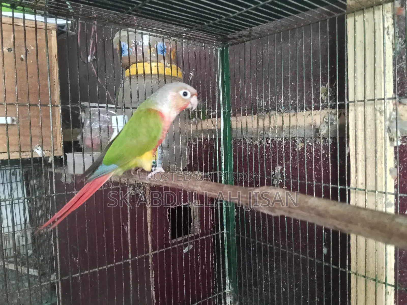 এক পিছ হাইমিটেশন পাইনাপেল কুনুর
