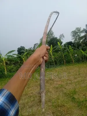 Fresh 50 pieces Sugarcane Bundle – Natural and Sweet Sugarcane