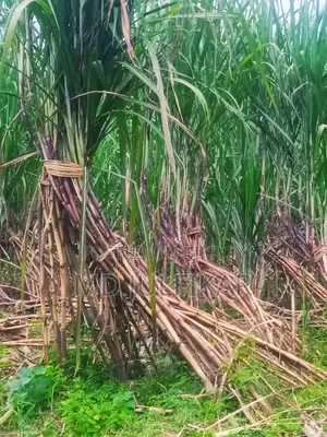 Fresh 50-piece Sugarcane Bundle – Natural and Sweet Sugarcane