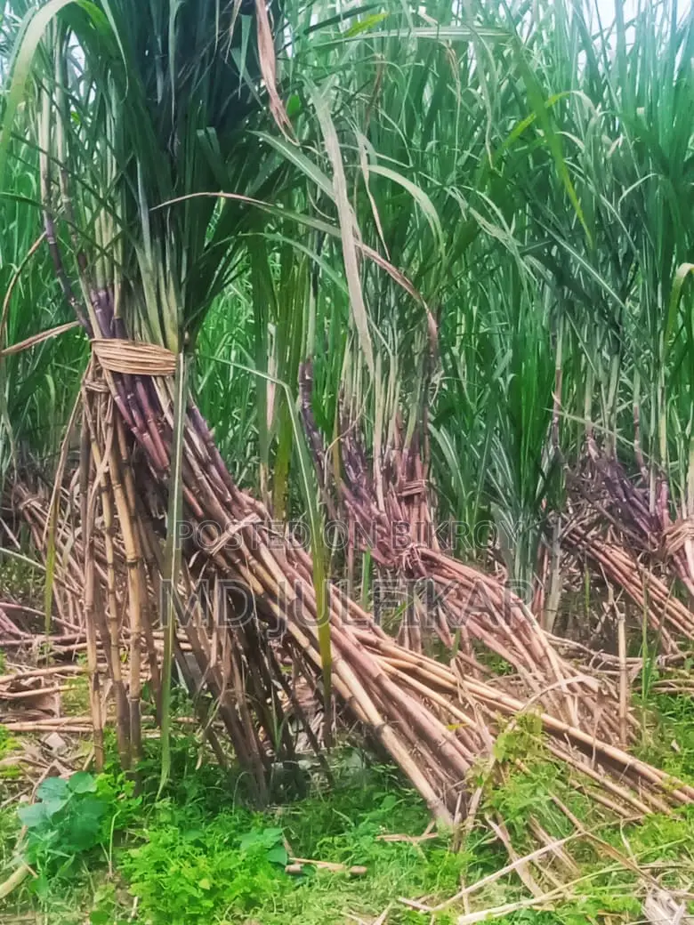 Fresh 50-piece Sugarcane Bundle – Natural and Sweet Sugarcane