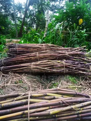 Fresh 50-piece Sugarcane Bundle – Natural and Sweet Sugarcane