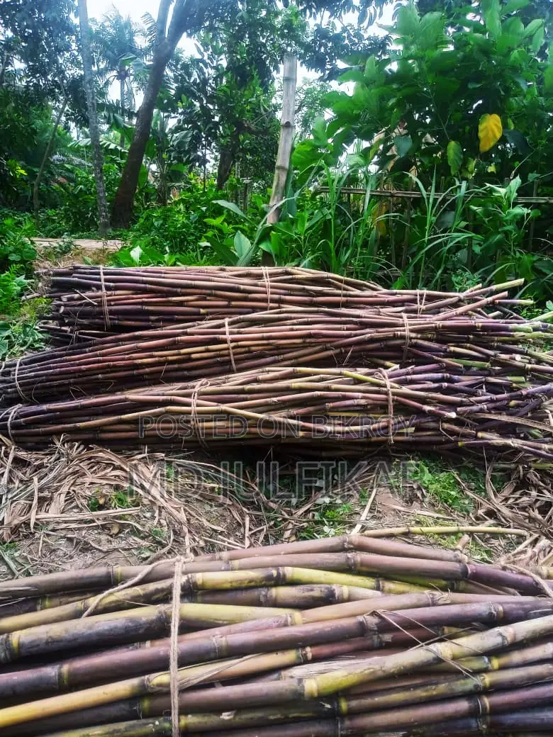 Fresh 50-piece Sugarcane Bundle – Natural and Sweet Sugarcane
