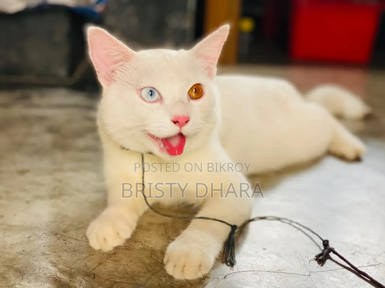 ৬-১২ মাস বয়সী পুরুষ মিক্সড ব্রিড পার্সিয়ান