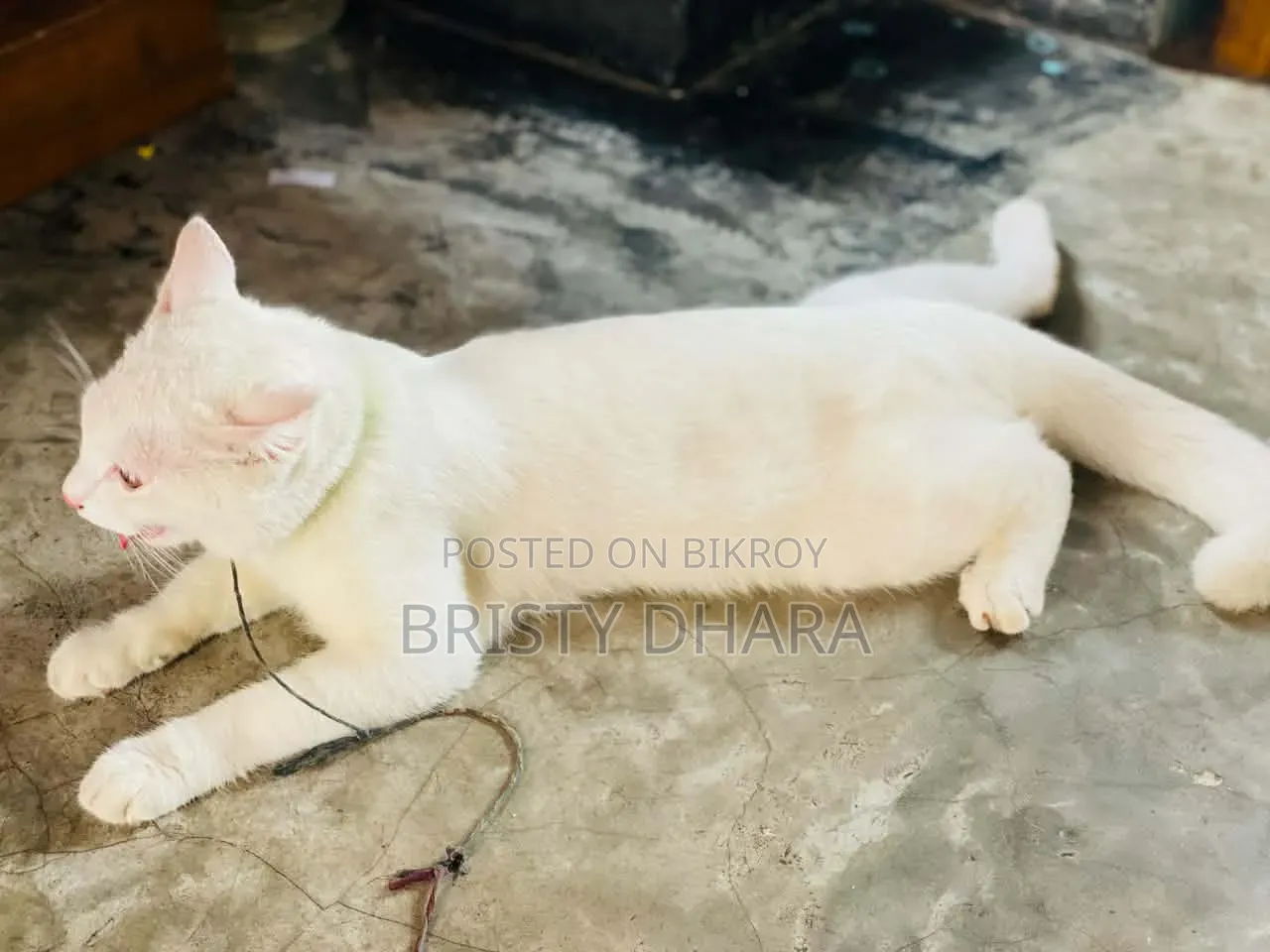 ৬-১২ মাস বয়সী পুরুষ মিক্সড ব্রিড পার্সিয়ান