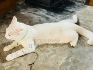 ৬-১২ মাস বয়সী পুরুষ মিক্সড ব্রিড পার্সিয়ান