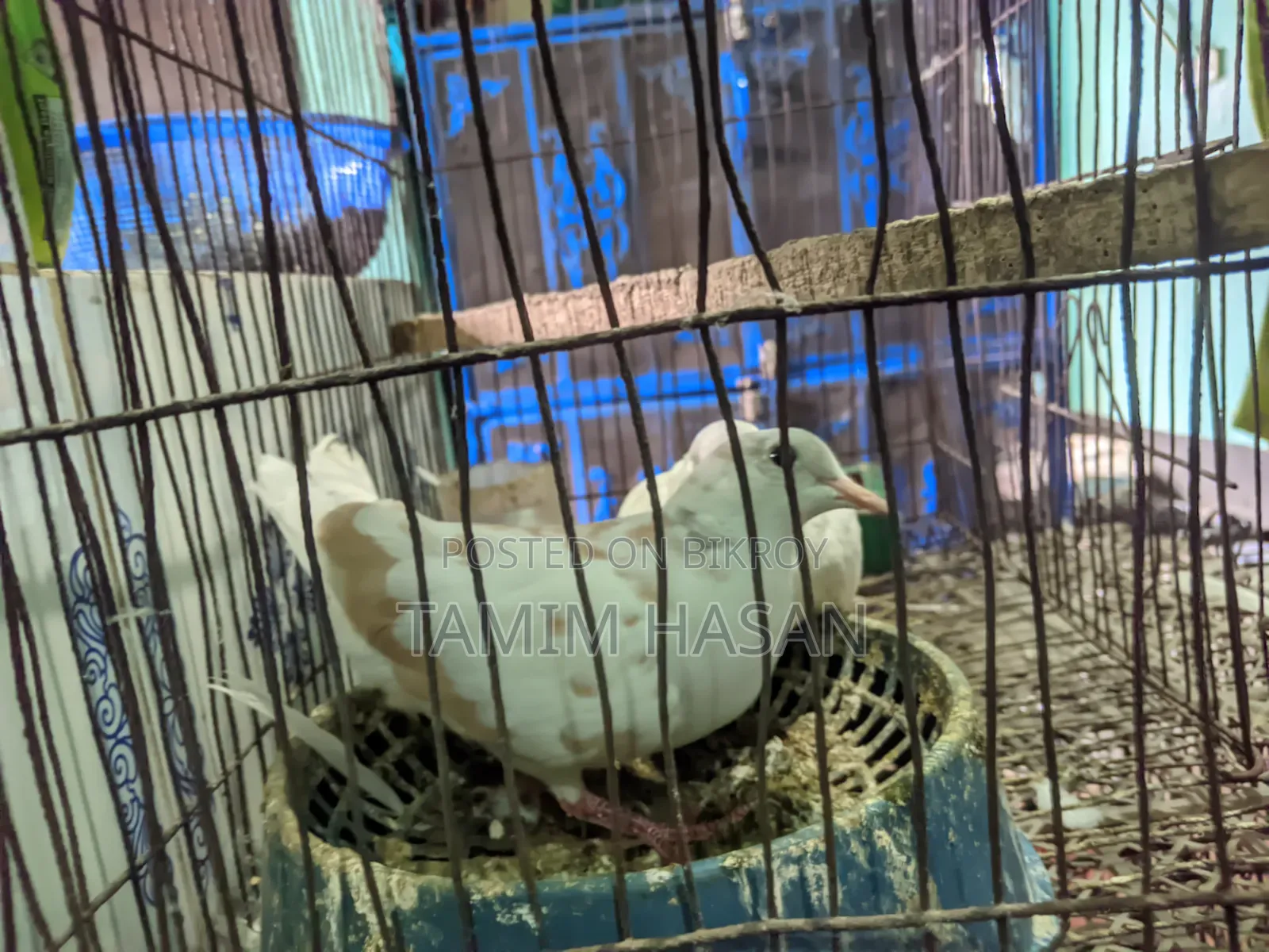 ঘুঘু পাখি কারো লাগলে জানাইয়েন