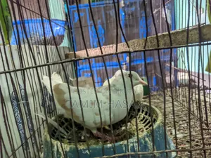 ঘুঘু পাখি কারো লাগলে জানাইয়েন