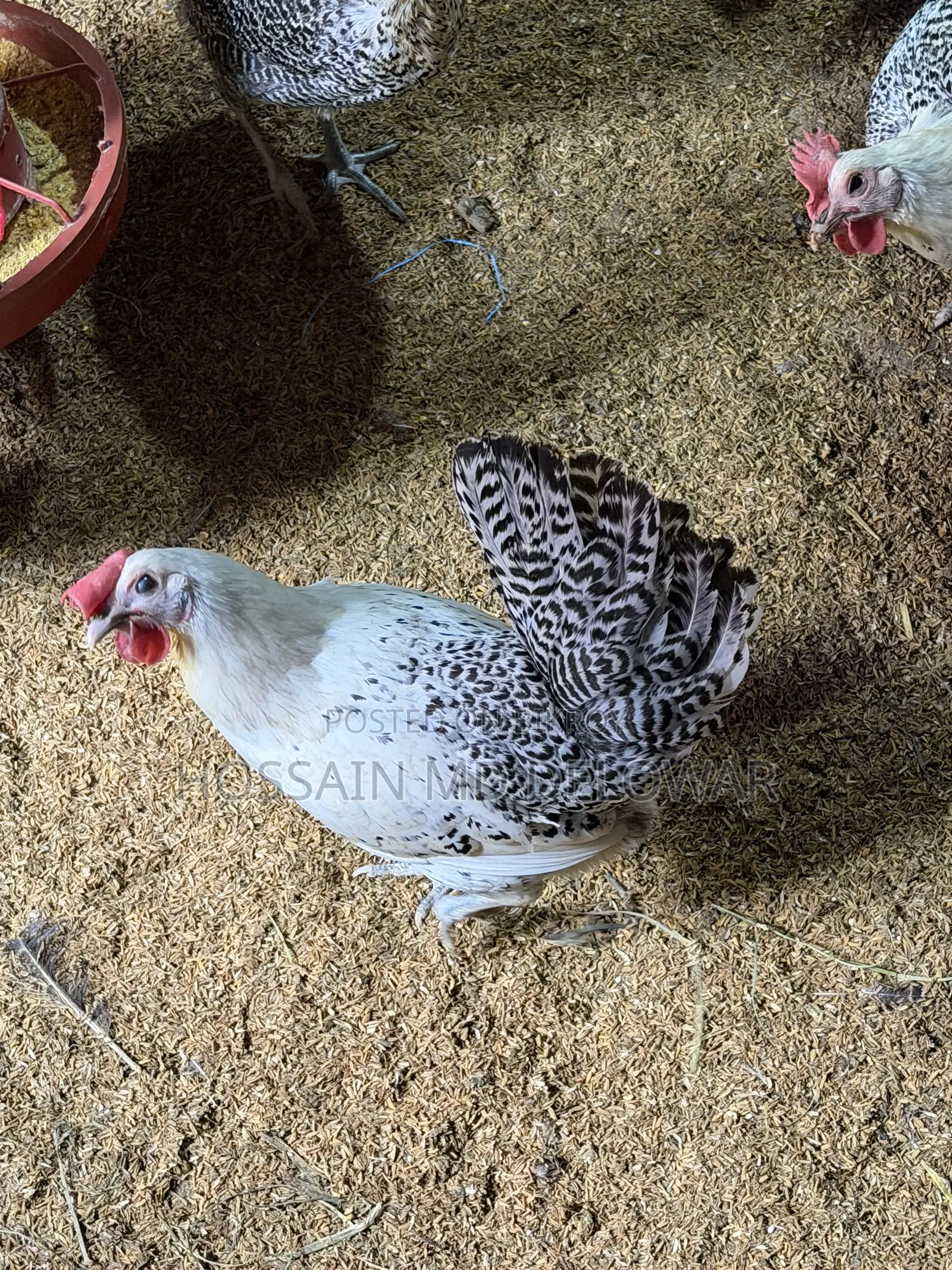 Fayoumi Chicken from Egypt