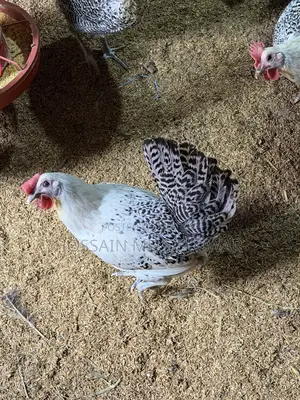 Fayoumi Chicken from Egypt
