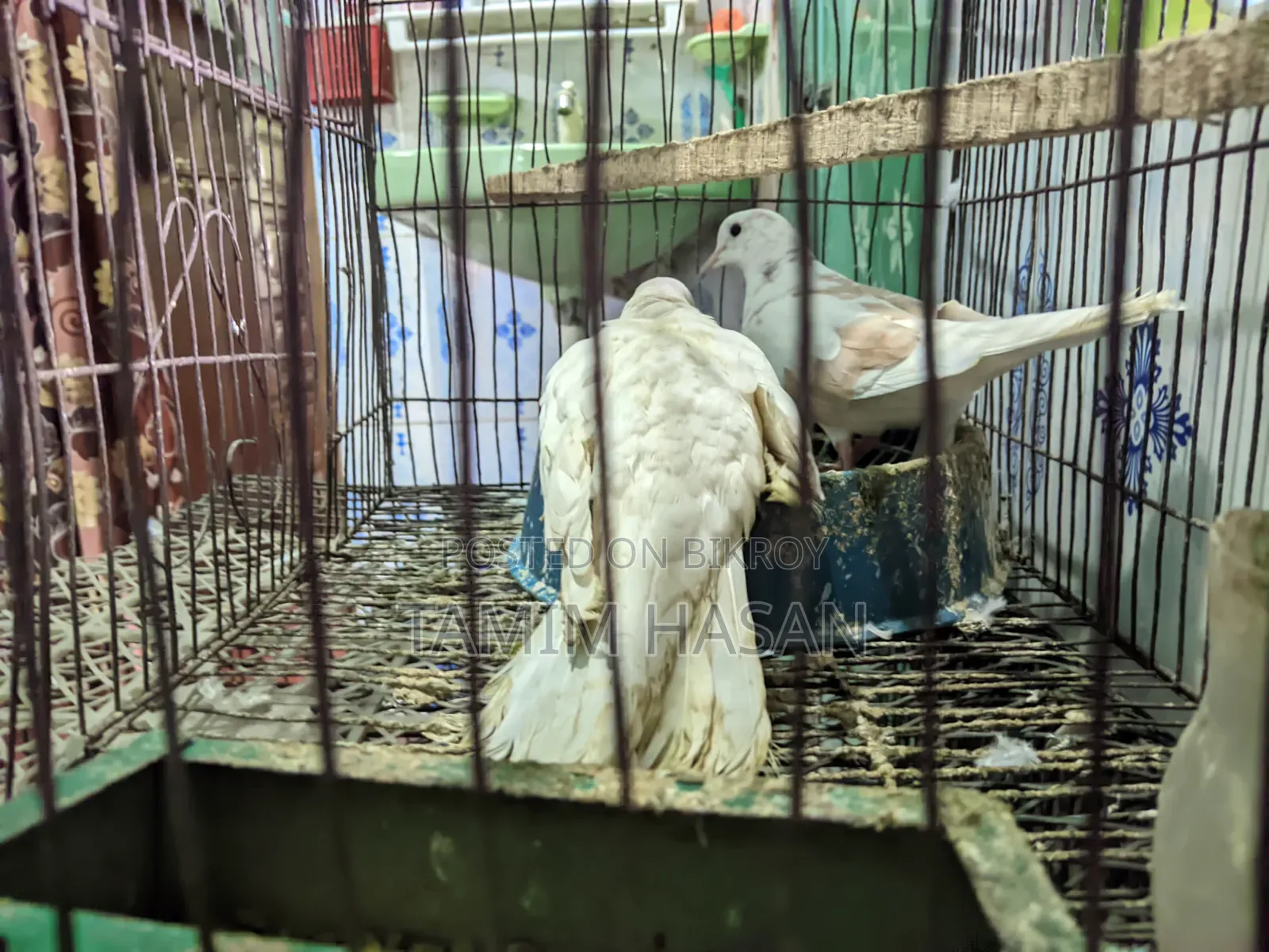 ঘুঘু পাখি কারো লাগলে জানাইয়েন