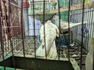 ঘুঘু পাখি কারো লাগলে জানাইয়েন
