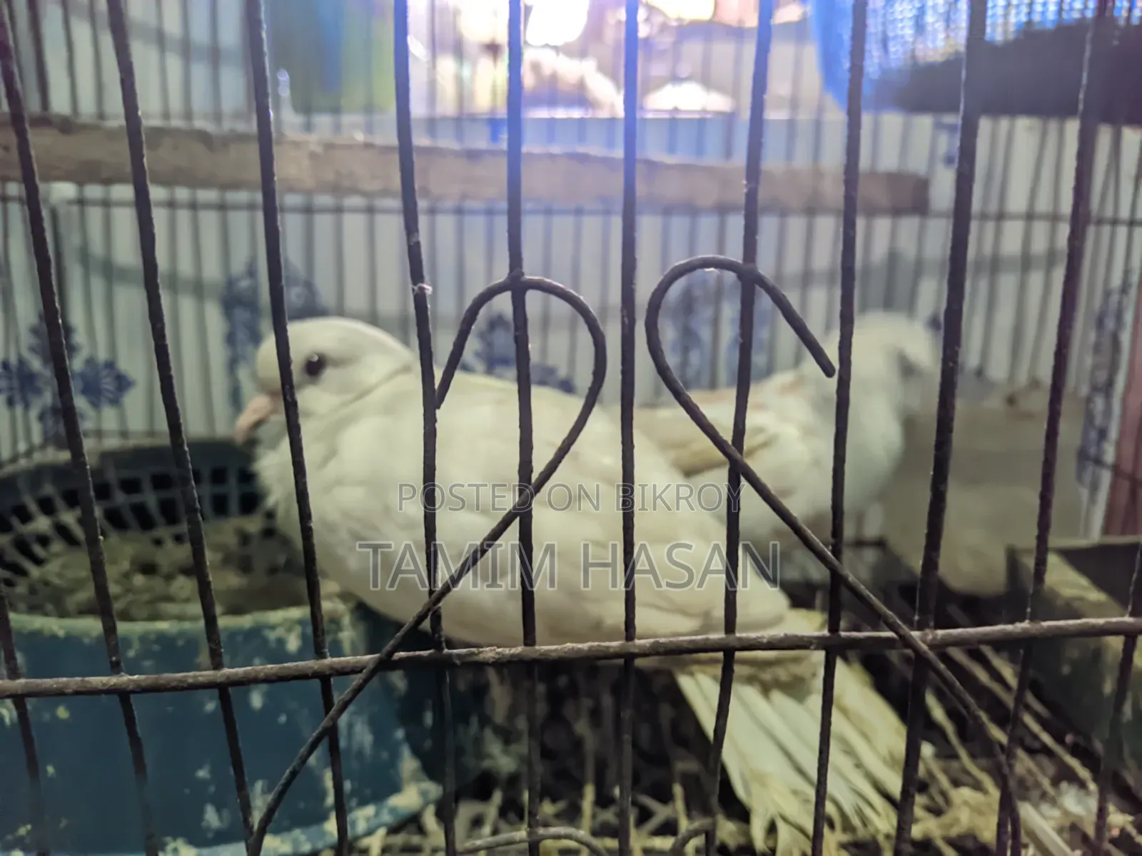 ঘুঘু পাখি কারো লাগলে জানাইয়েন