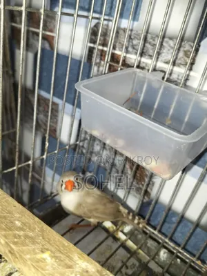 Running Finch