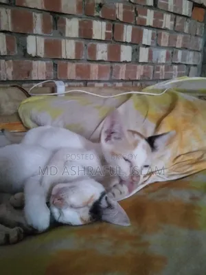 6-12 months Male Mixed Breed Bengal
