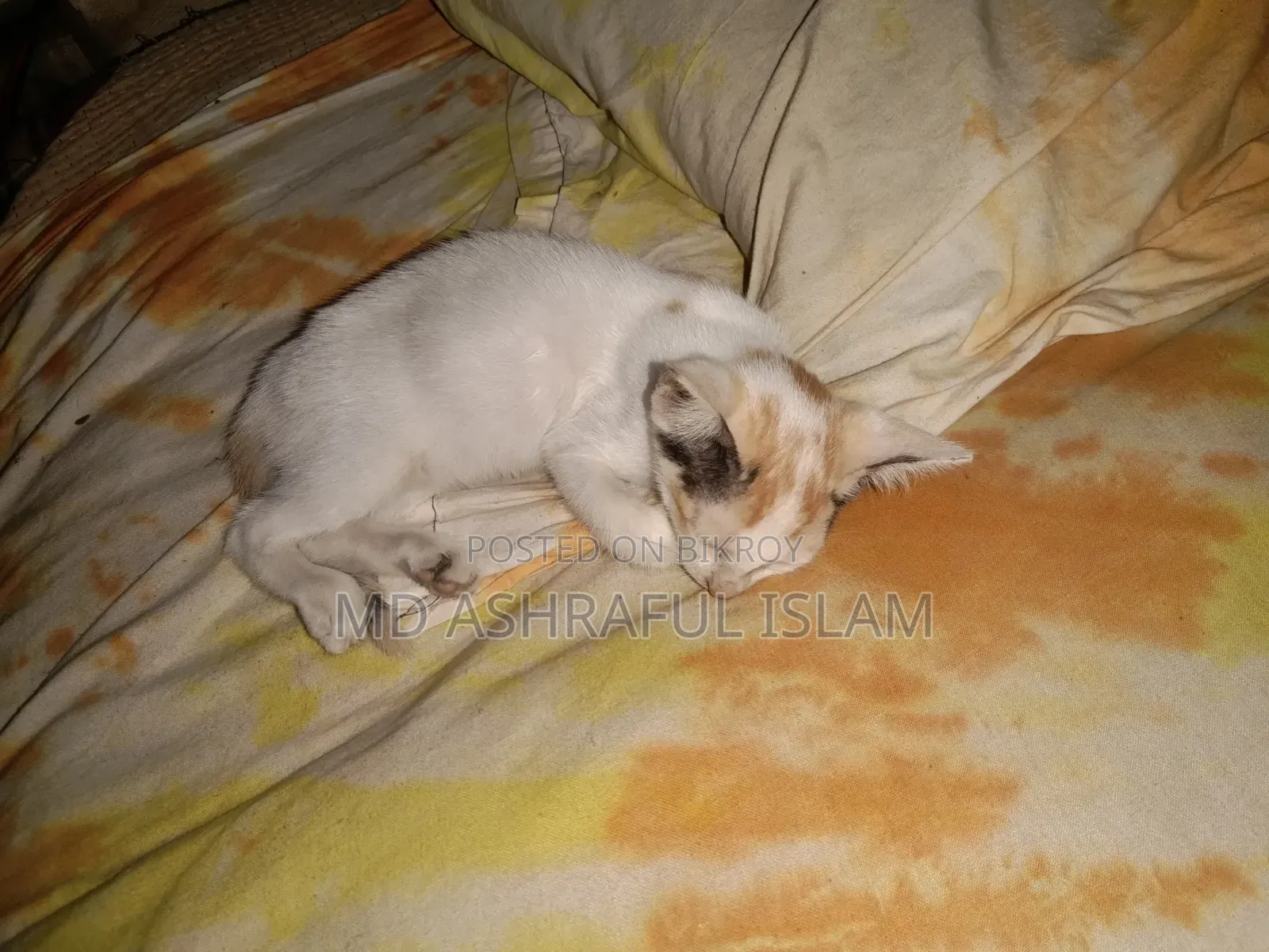 6-12 Months Male Mixed Breed Bengal
