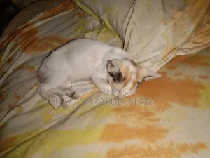 6-12 Months Male Mixed Breed Bengal