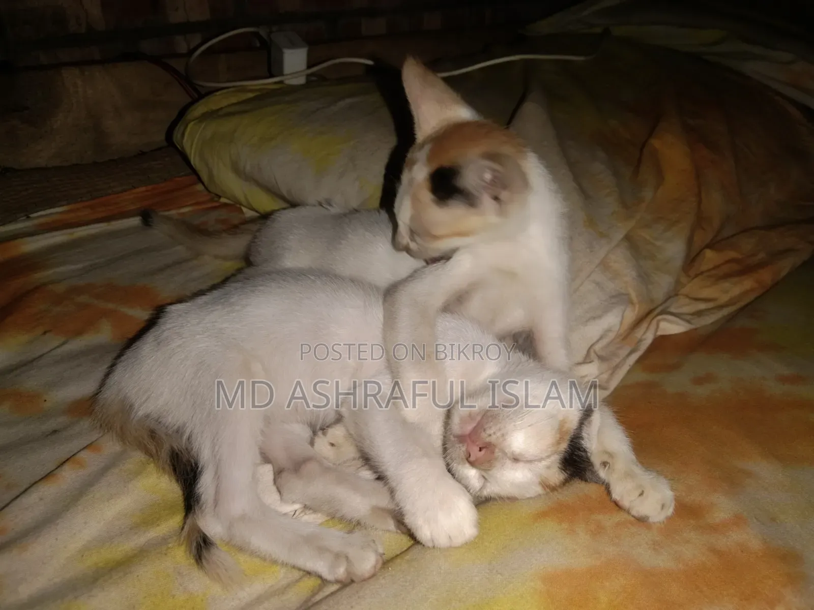 6-12 Months Male Mixed Breed Bengal