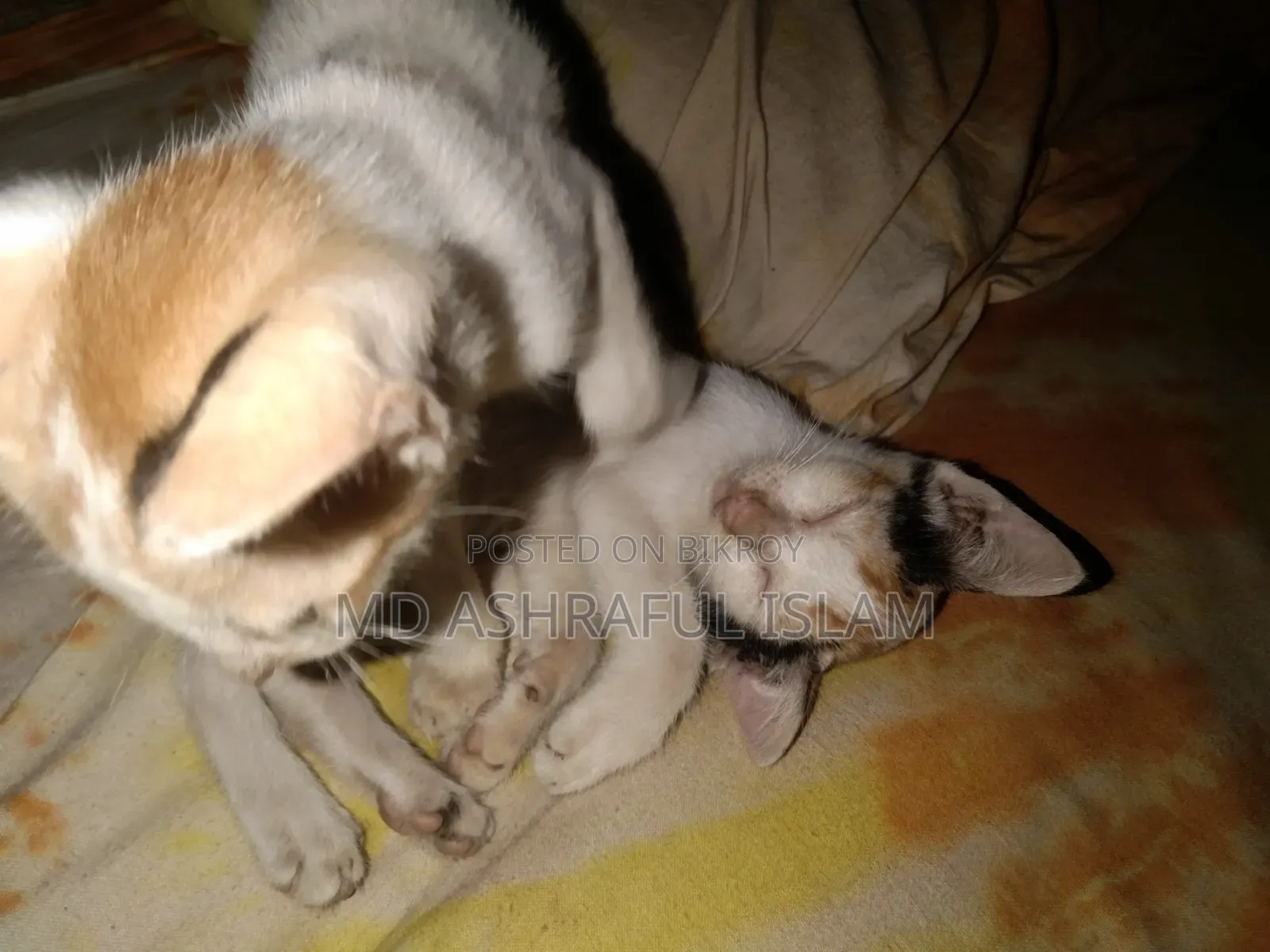 6-12 Months Male Mixed Breed Bengal