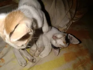 6-12 Months Male Mixed Breed Bengal