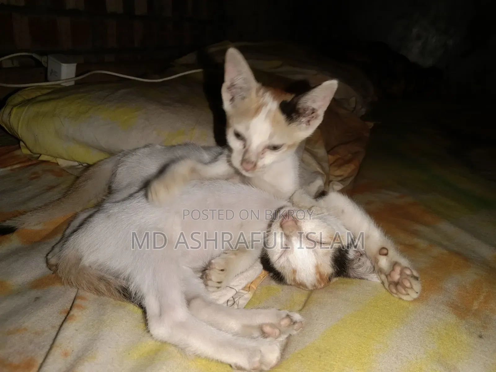 6-12 Months Male Mixed Breed Bengal