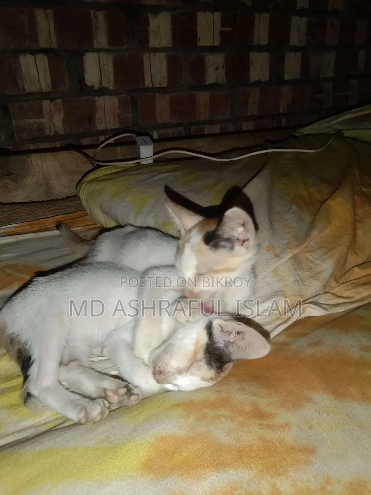 6-12 Months Male Mixed Breed Bengal