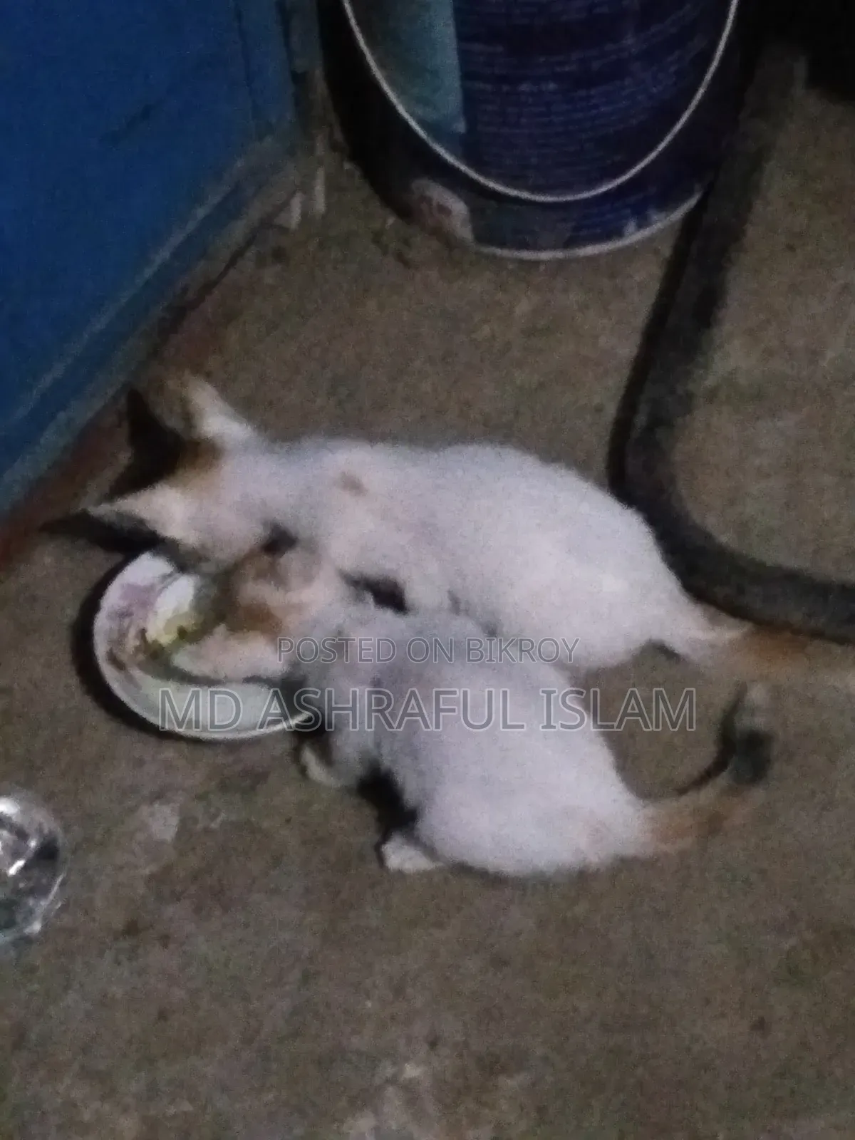 6-12 Months Male Mixed Breed Bengal