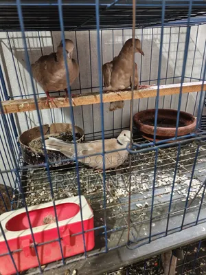 Healthy and active pair of Dove birds for sale