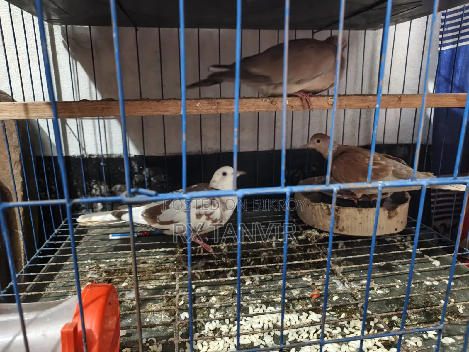 Healthy and active pair of Dove birds for sale