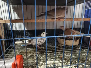 Healthy and active pair of Dove birds for sale