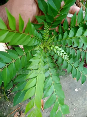 Curry Leaf Plant