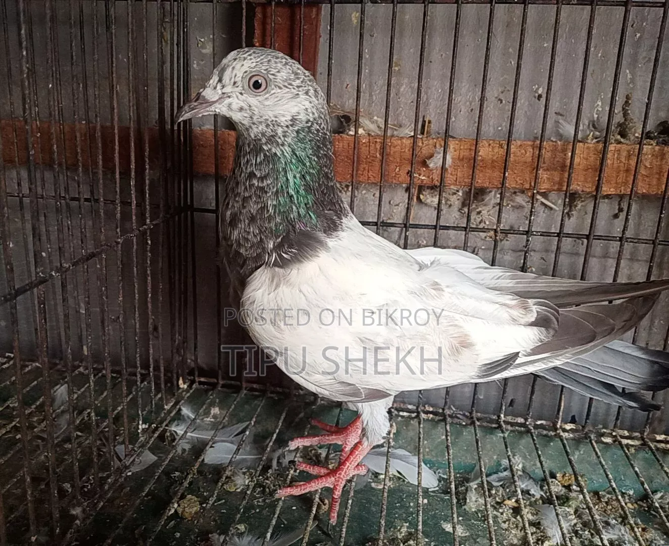 মাদি কবুতর