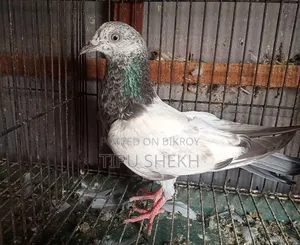 মাদি কবুতর