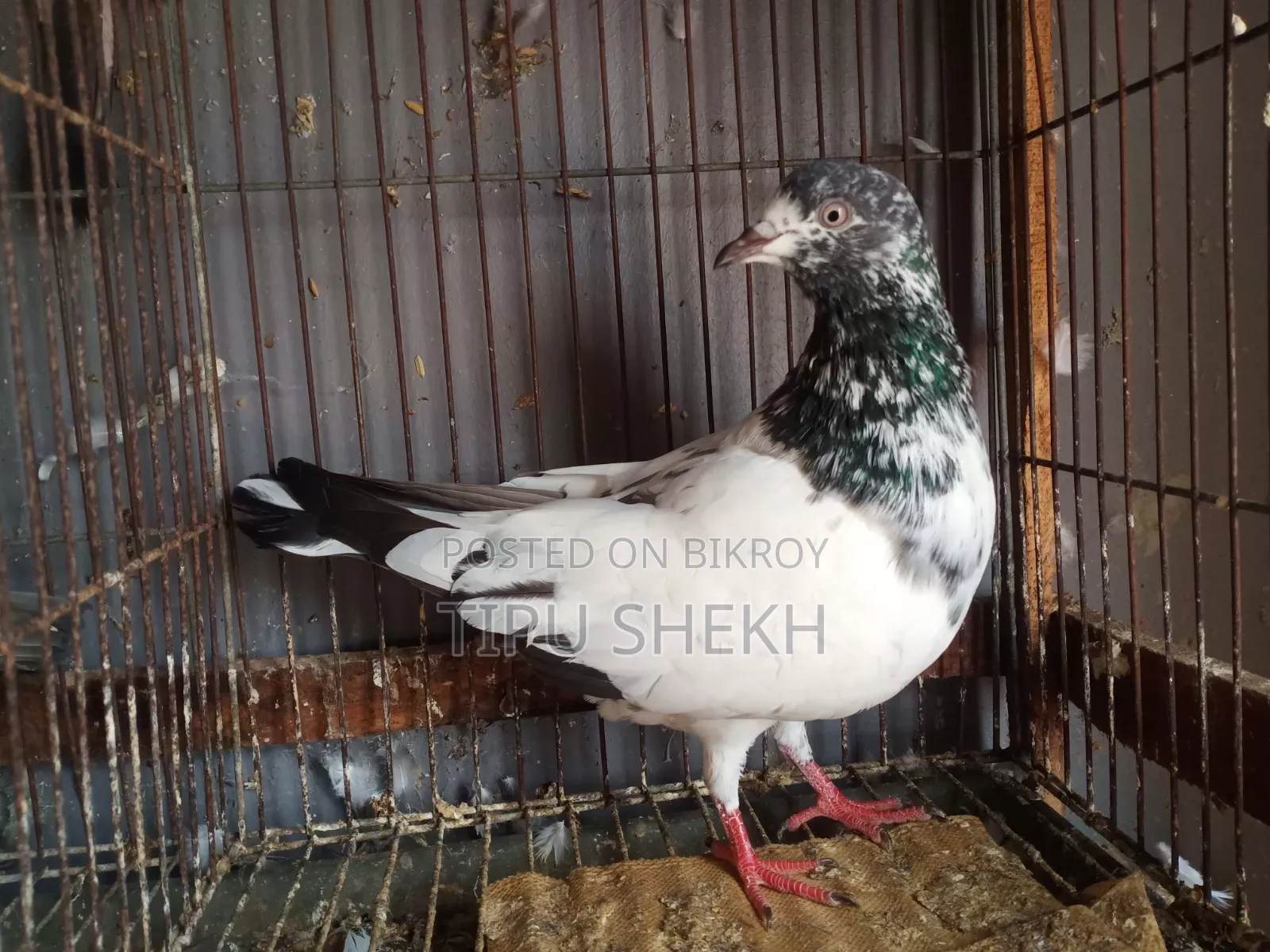 Running Teddy Male Pigeon