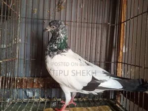 Running Teddy Male Pigeon