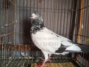 Running Teddy Male Pigeon